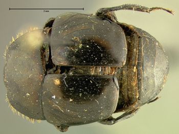 Media type: image;   Entomology 6915 Aspect: habitus dorsal view